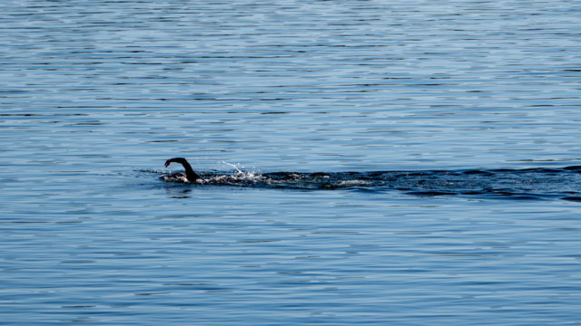 Schwimmer in der Bever-Talsperre
